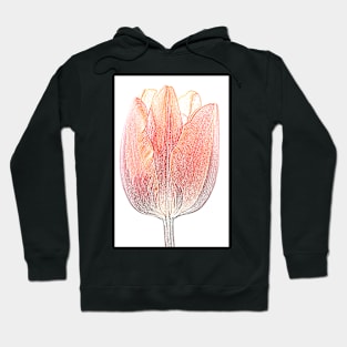 Tulipa 'Prinses Irene' AGM Tulip Triumph Group Artistic filter applied to photo Hoodie